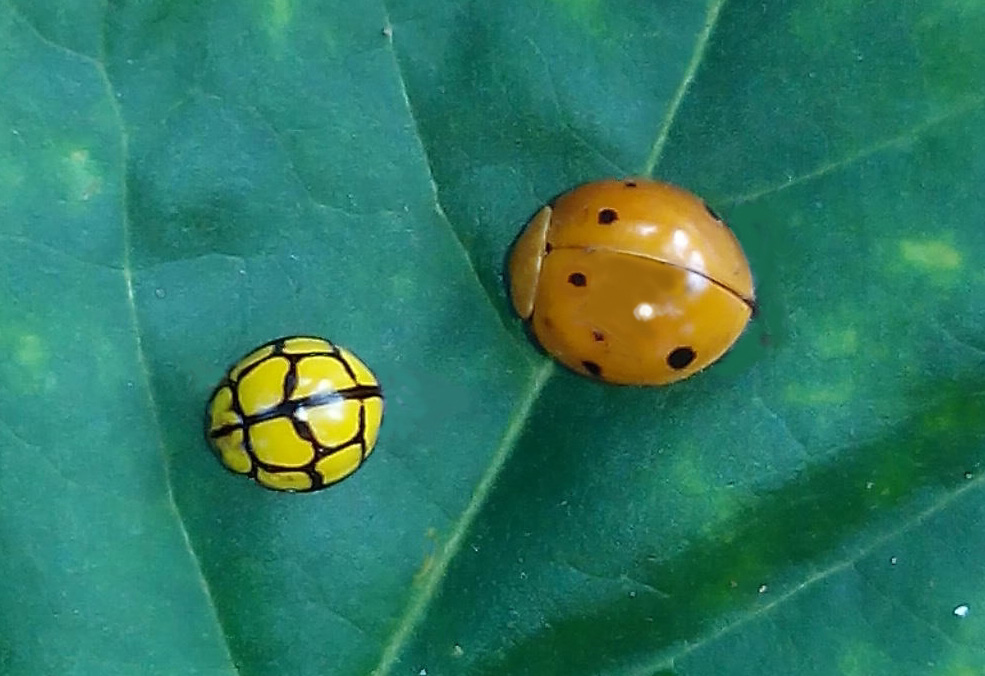 Ladybird