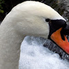 The mute swan