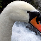 The mute swan