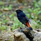 White-capped Redstart