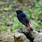 White-capped Redstart