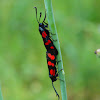 Six-spot burnet