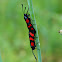 Six-spot burnet