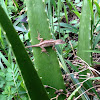 Brown Anole