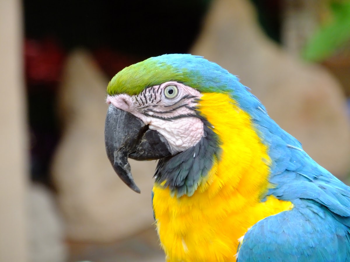 blue and gold macaw