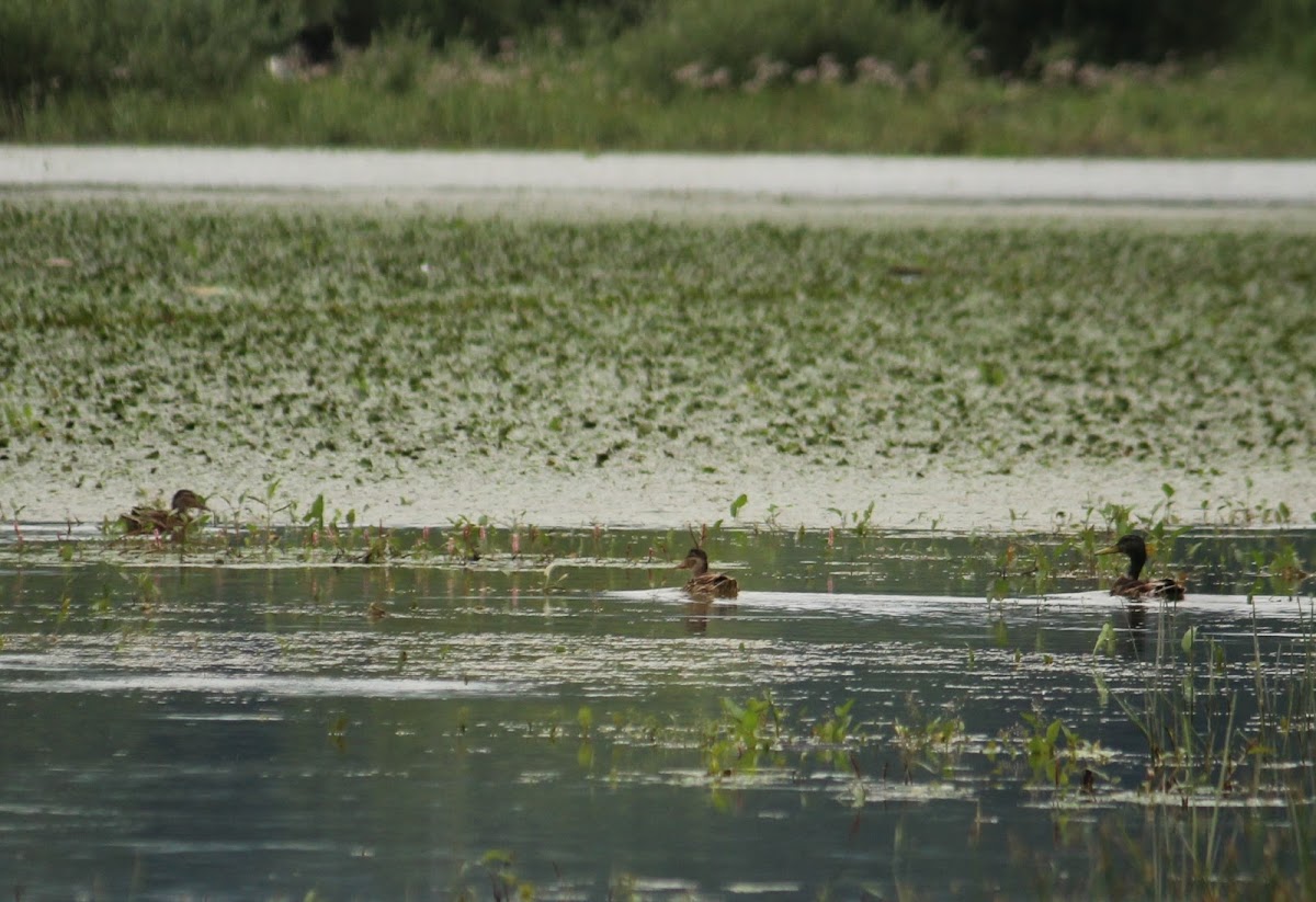 Mallard