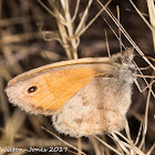 Small Heath