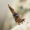 Bagworm Moth