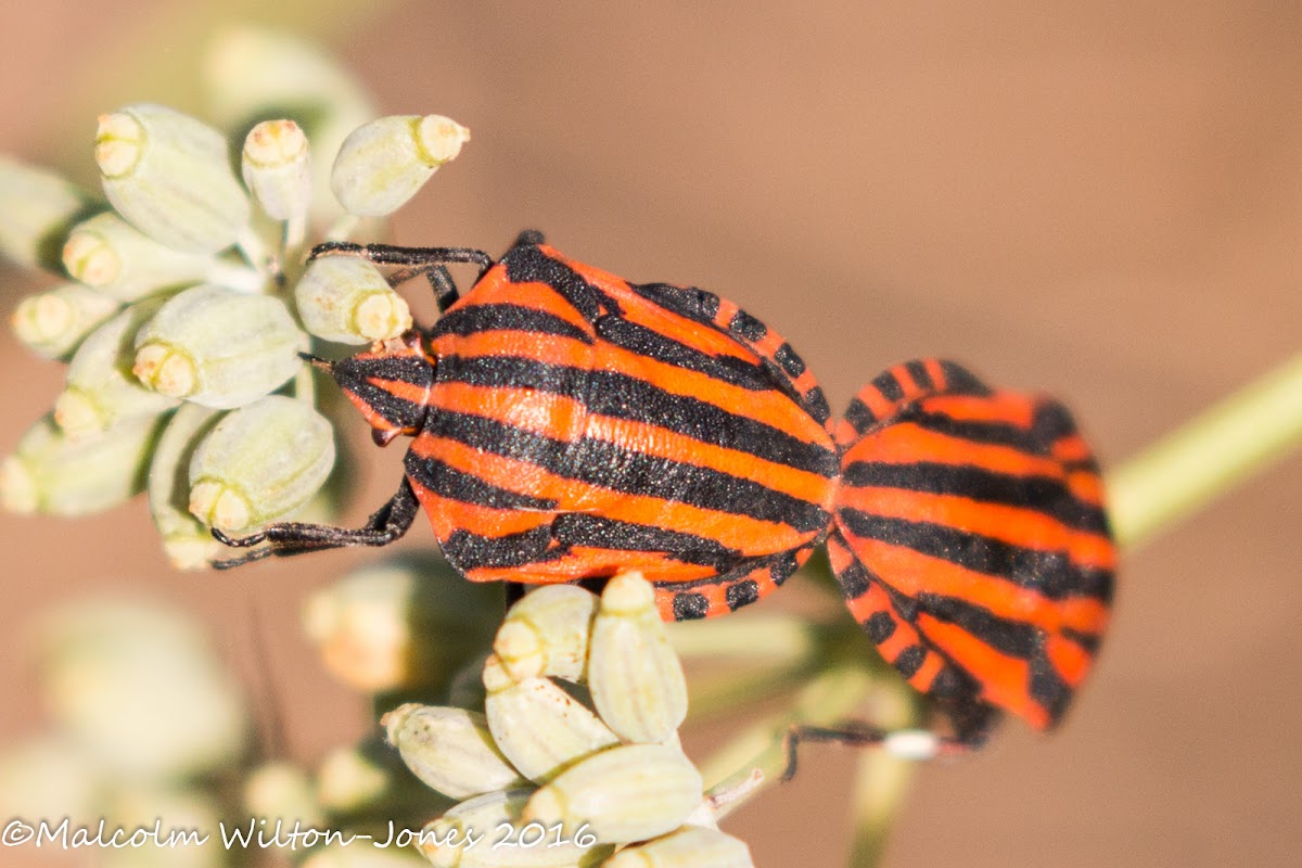 Italian Striped Shield Bug