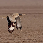 MacQueen's Bustard