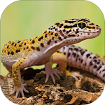 Cover Image of Download Gecko Sounds 1.5 APK