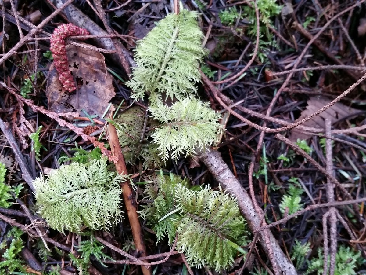 Oregon beaked moss