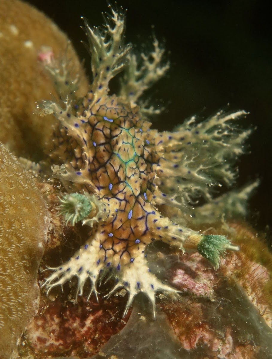 Marionia Nudibranch