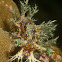 Marionia Nudibranch