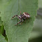 jumping spider