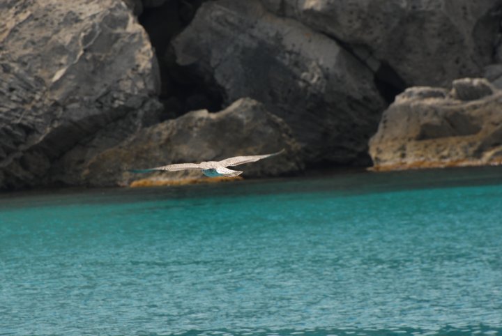 Volo del gabbiano di wildbuzz