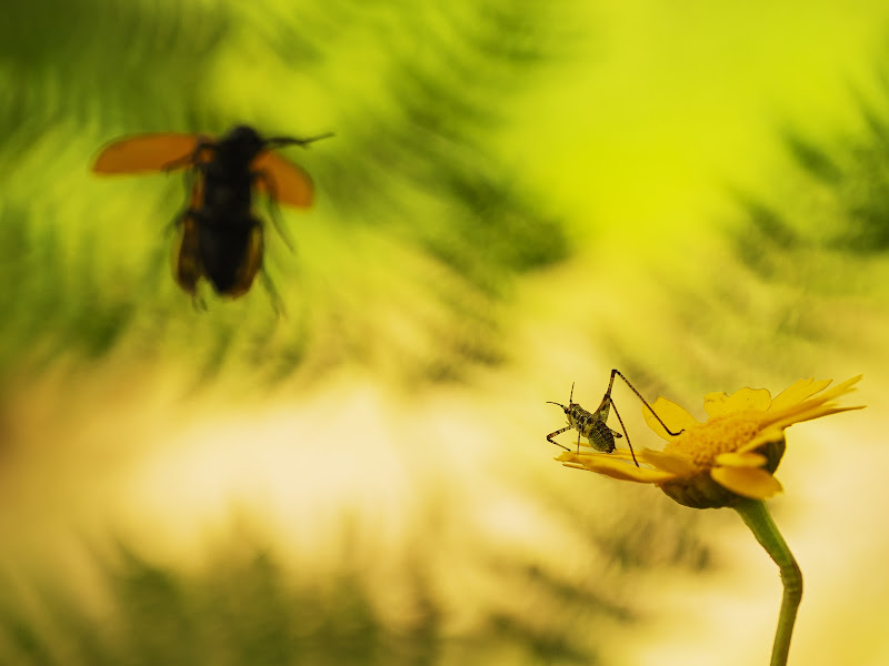 landing on the flower di fabio_sartori