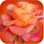 Cover Image of Unduh 994 Flowers Live Wallpapers 6.4 APK