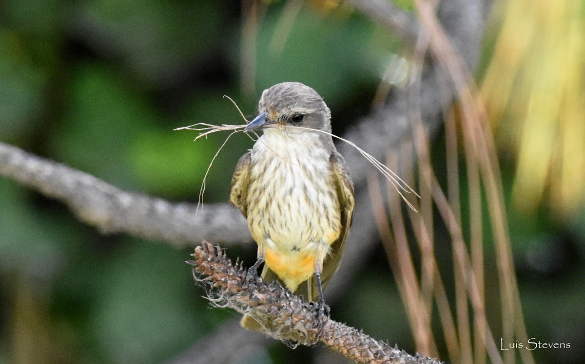 Vermilion Flycatcher female