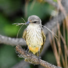 Vermilion Flycatcher female