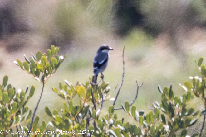 Southern Grey Shrike; Alcaudón Real