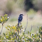 Southern Grey Shrike; Alcaudón Real