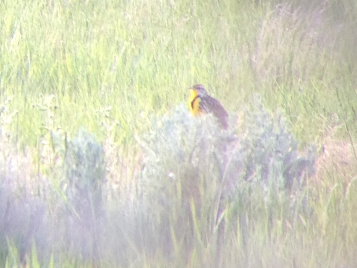 Western Meadowlark