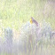 Western Meadowlark