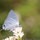 Peacock Royal