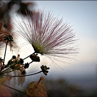 Lo sguardo di un fiore verso l'orizzonte di 