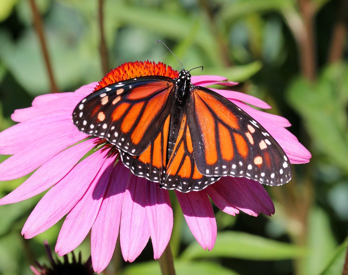 Monarch Butterfly