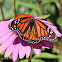 Monarch Butterfly