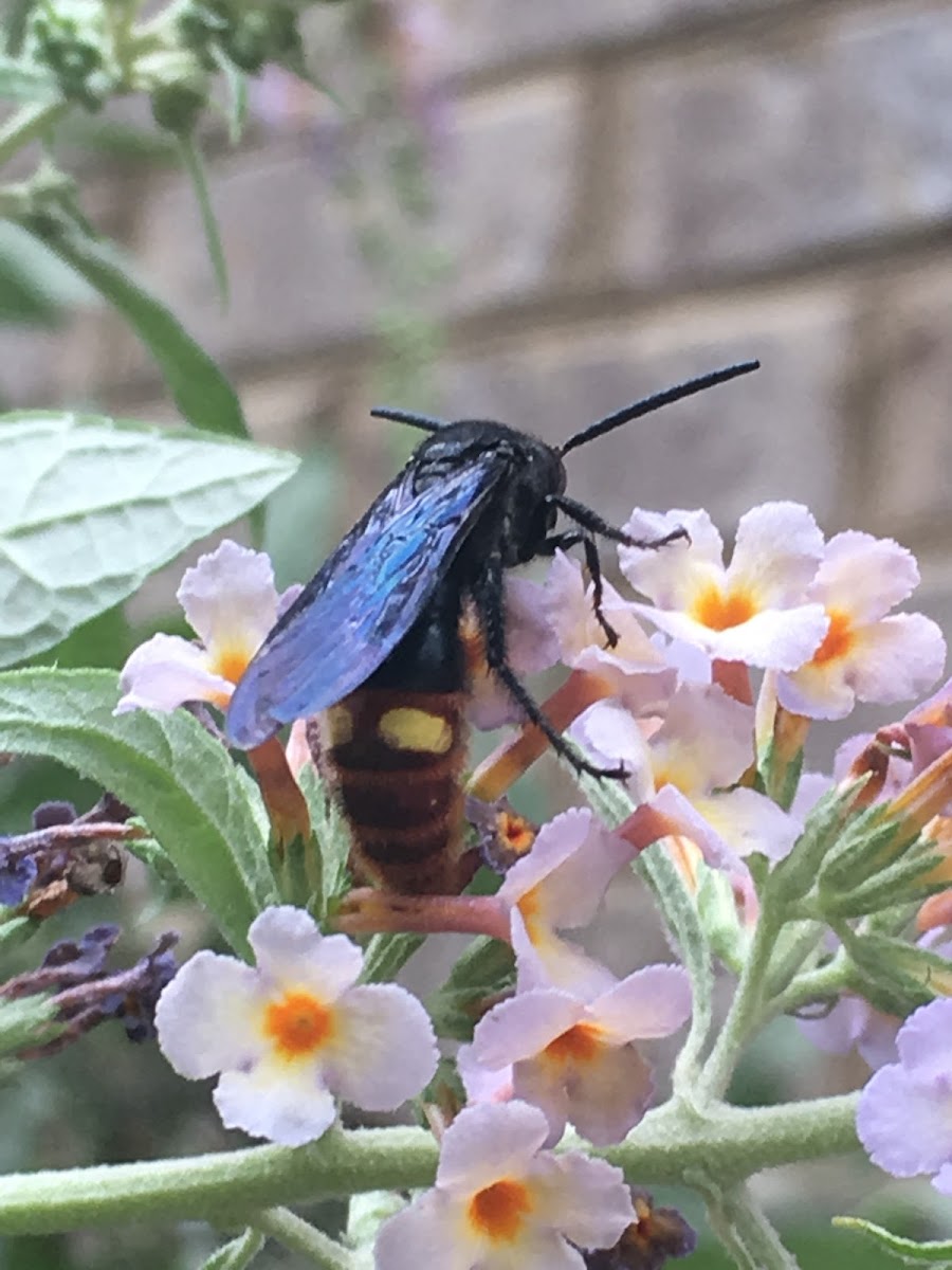 Blue Winged Wasp