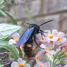 Blue Winged Wasp