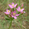 European centaury