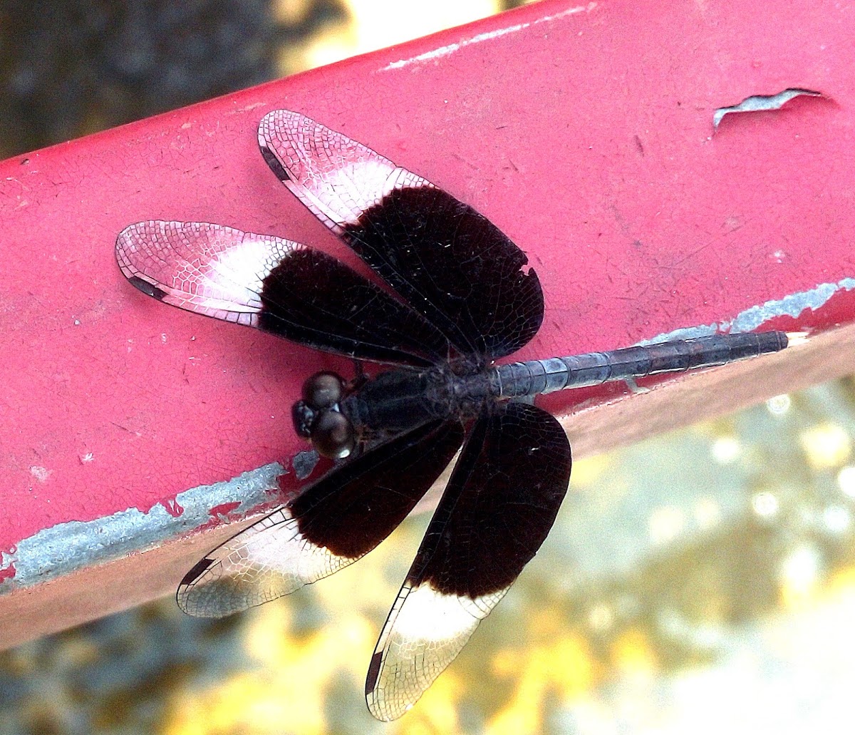 Pied Paddy Skimmer Dragonfly