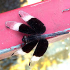 Pied Paddy Skimmer Dragonfly