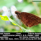 Forest hopper