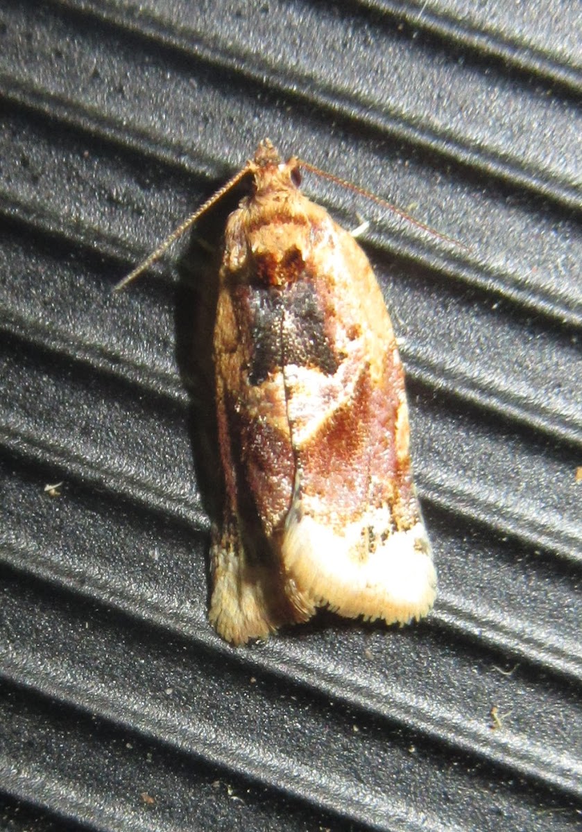 Red-banded Leafroller Moth