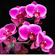 Orchid New Tab Page HD Top Wallpapers Theme