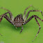 Lynx Spider