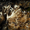 Hen of the Woods