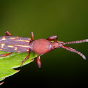 Straight snouted weevil