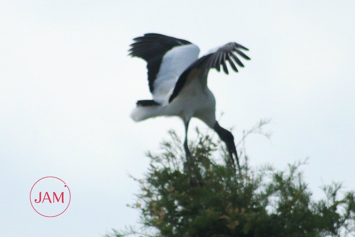 Wood Stork