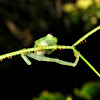 Glass frog