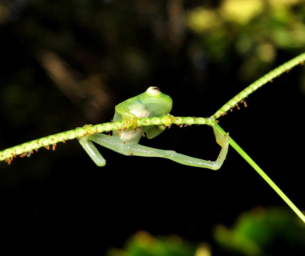 Glass frog