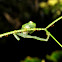 Glass frog