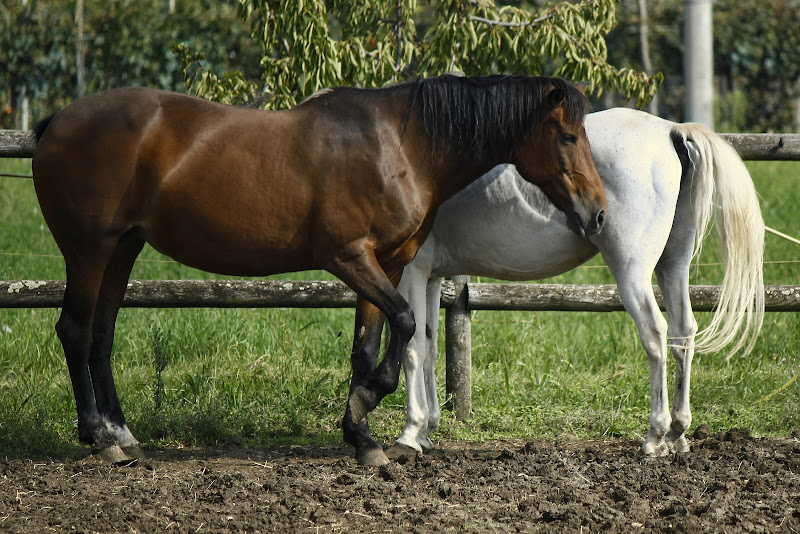 Cavalli opposti di Gattaleo