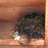 Eastern Wood Pewee