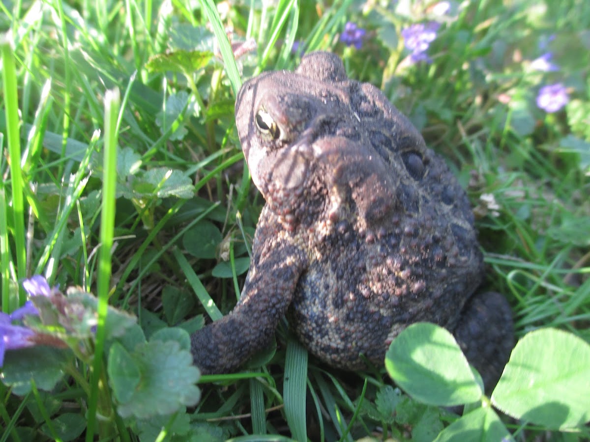 American Toad